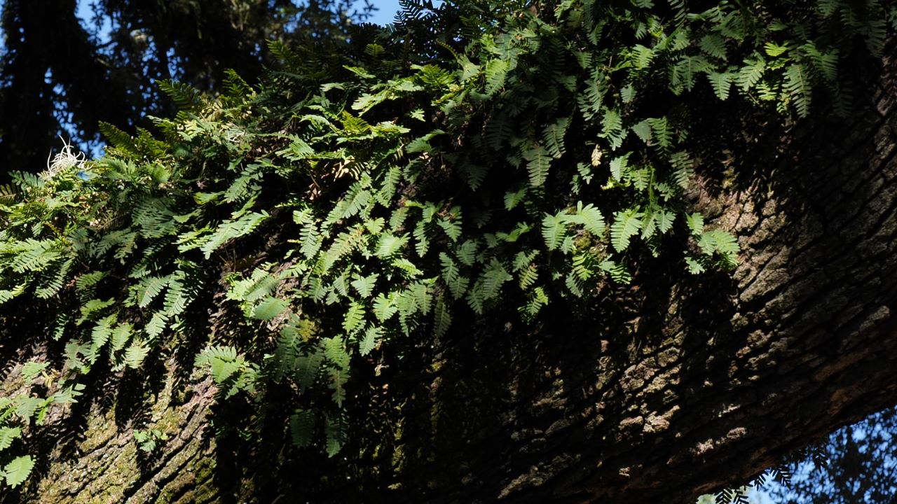 Look for beautiful resurrection fern growing on trees